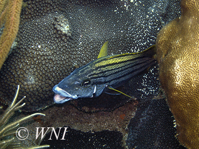 Spanish Grunt (Haemulon macrostomum)